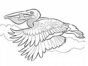 Раскраска Пеликан