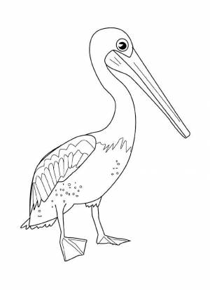 Раскраски пеликан птица