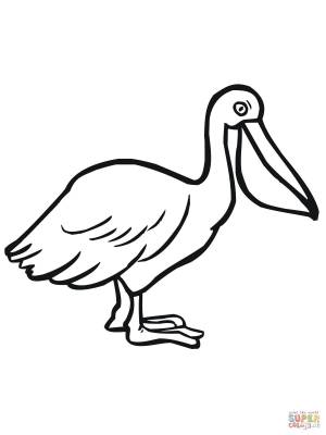 Pelican Seabird coloring page