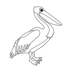 Раскраски пеликан птица