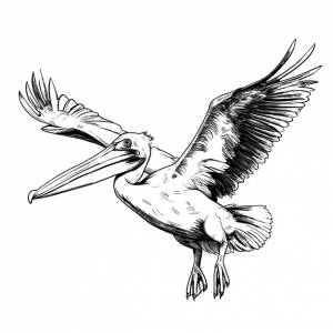 Рисованный эскиз иллюстрации пеликана