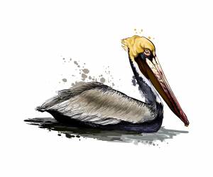 Пеликан птица