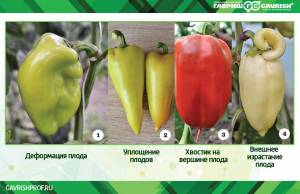 Правильная форма сладкого перца