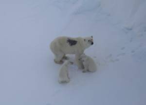 ИПЭЭ РАН изучает численность и плотность распределения белых медведей в Арктической зоне РФ