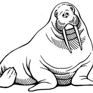 Атлантический морж рисунок