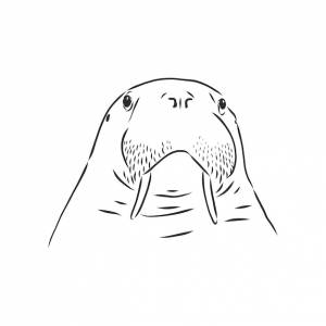 Эскиз моржа