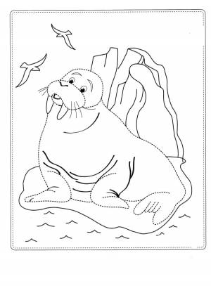 Раскраска Морж