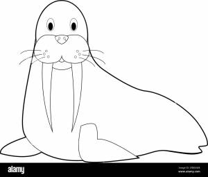 Морж детский рисунок