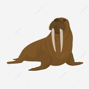 большой бивенький морж PNG , морж клипарт, большой, ледниковый PNG картинки и пнг рисунок для й загрузки