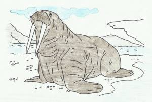 Атлантический морж рисунок