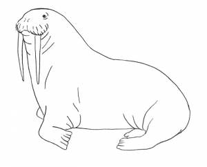 Как нарисовать моржа поэтапно 5 уроков