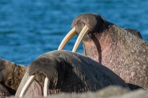 Сегодня отмечается День моржа