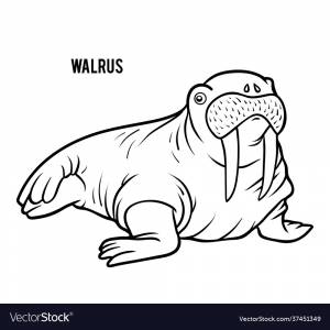 Атлантический морж рисунок
