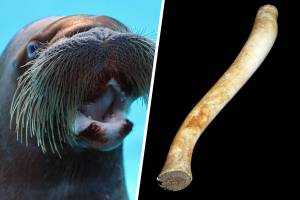 Кость для поддержания эрекции