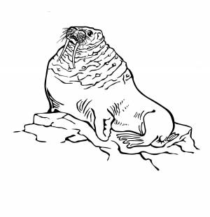 Раскраска Морж