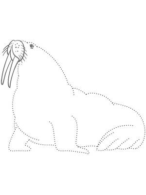 Трафареты Моржа
