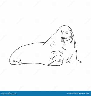 Морж раскраска для детей