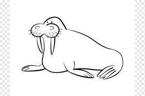 Wally Walrus Раскраска Cuteness, Морж с, белый, морской Млекопитающее, ребенок png