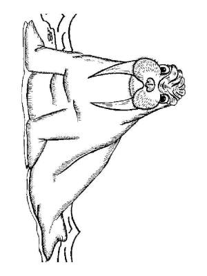 Раскраски Морж