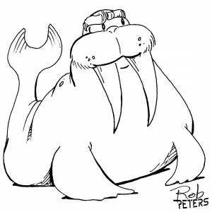 Морж раскраска для детей