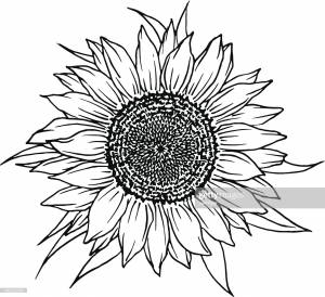 Трафарет подсолнуха