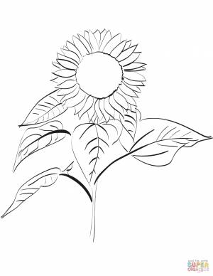 Раскраска Подсолнух
