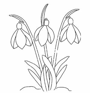 Картинка подснежник раскраска