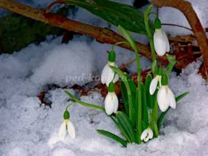 Подснежники из фоамирана своими руками