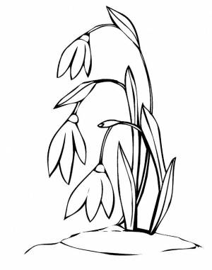 Раскраска Подснежник