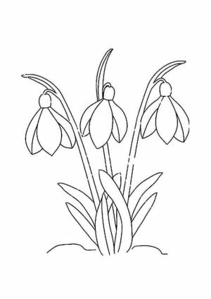 Подснежники раскраска для детей