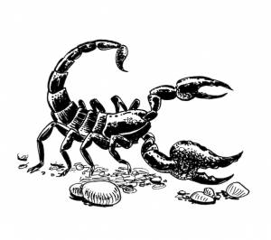 Черно-белый рисунок скорпиона со словом скорпион на нем