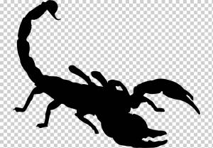 Рисунок Скорпиона, Скорпион, фотография, насекомые, живая природа png