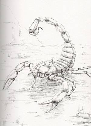 Рисунок скорпиона карандашом