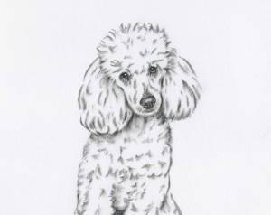Раскраски собака пудель
