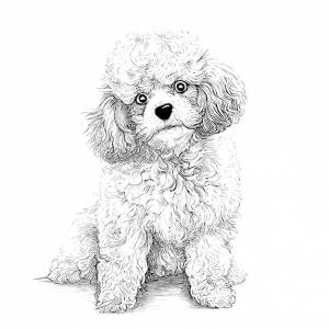 Рисунок пуделя с черно-белой мордой