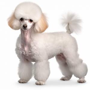 Щенок пуделя под разными углами и вид на портретный фон