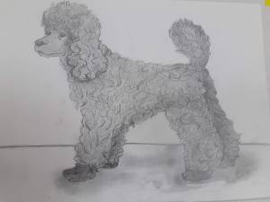 Белый пудель рисунок