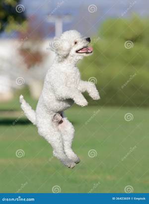 Милый белый мужской щенок пуделя Стоковое Изображение