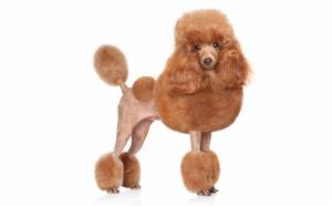 Пудель рисунок для детей