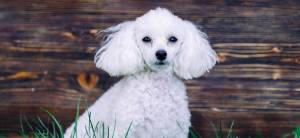 Одежда для пуделя