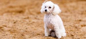 Одежда для пуделя