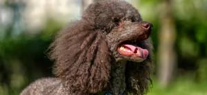 Одежда для пуделя