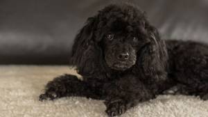 Карликовый пудель собака