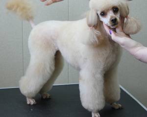 О породе КАРЛИКОВЫЙ ПУДЕЛЬ