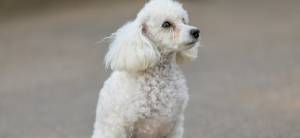 Одежда для пуделя