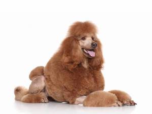 Стрижка Пуделя