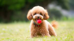 пудель фон, 618 картинки Фото и HD рисунок для й загрузки