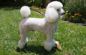 О породе КАРЛИКОВЫЙ ПУДЕЛЬ