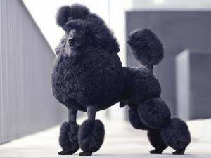 Стрижка Пуделя