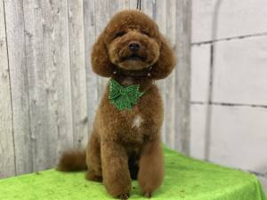 Стрижка Пуделя